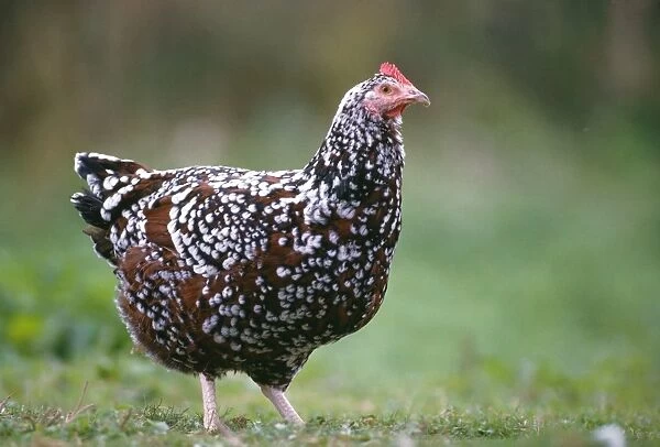 Sussex Tricolore Chicken - Hen