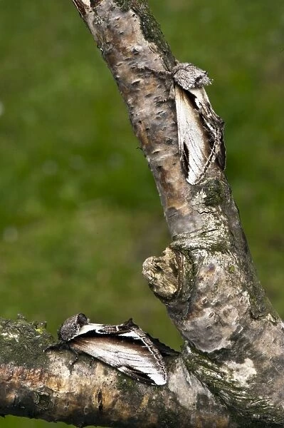 Swallow Prominent Moth (top) Lesser Swallow Prominent Moth (bottom) - both resting on branch - Lincolnshire - UK