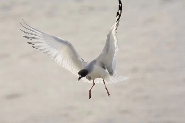 Swallow-tailed Gull ( Larus furcatus ) - the only night-flying gulls in the world