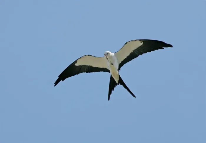 Framed Print : Swallow-tailed Kite Print, Elanoides forficatus Framed Print : Swallow-tailed Kite Print, Elanoides forficatus