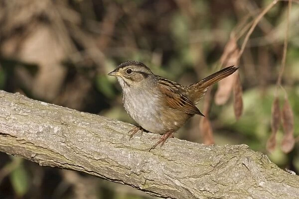 Swamp Sparrow - October, Connecticut, USA