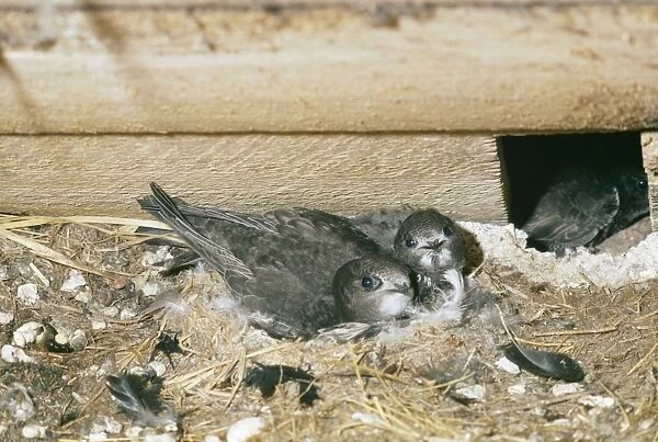 Swift - young at nest