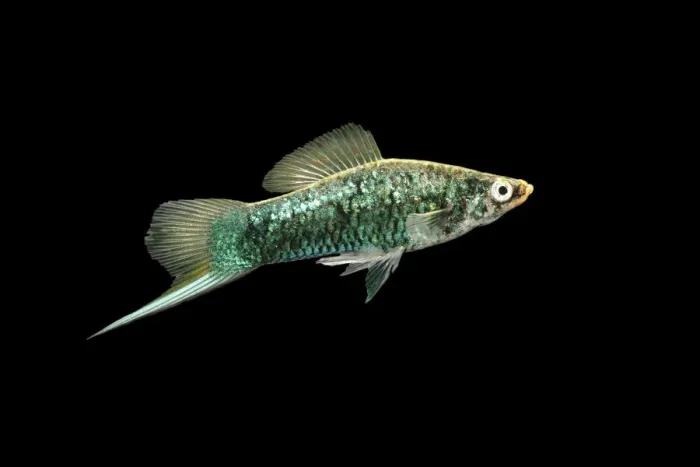 Framed Print : Swordtail Fish Print Framed Print : Swordtail Fish Print