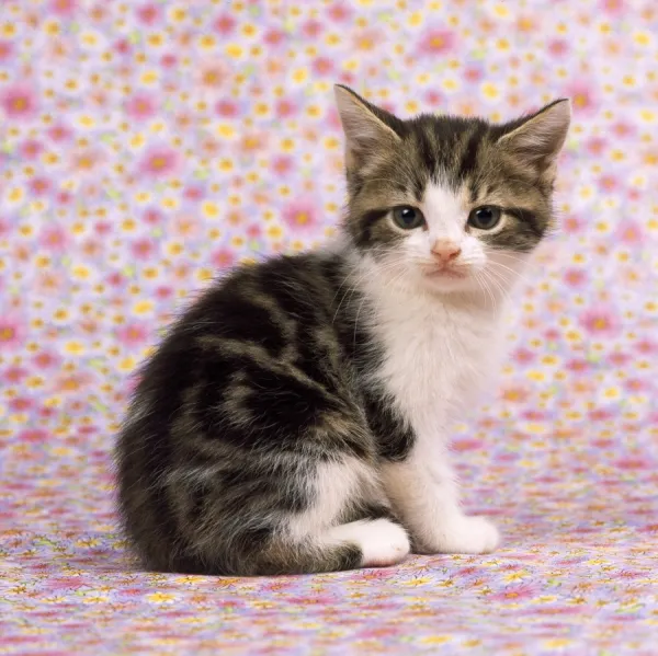 Pink and white best sale cat