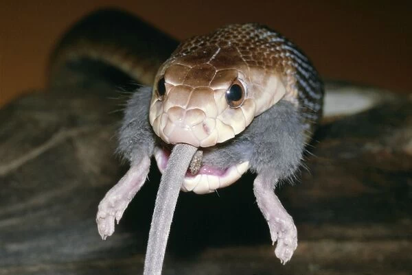 Taipan Snake Eating a Mouse Australia