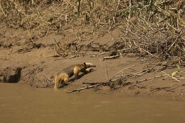 Tamandua - coming out of water. Manu National Park - Peru