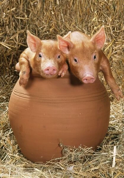 Tamworth Pig - piglets in flowerpot