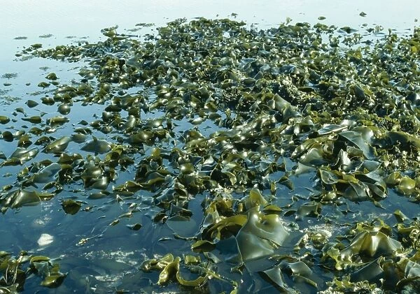 Tanggle Kelp  /  Oarweed Seaweed