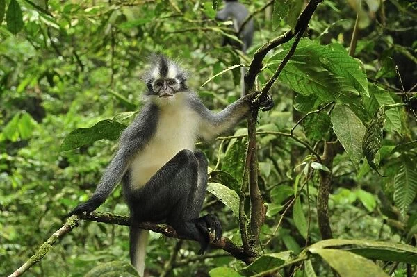Thomas's Langur  /  Thomas's Leaf Monkey - Gunung Leuser National Park - Northern Sumatra - Indonesia