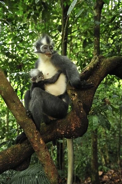 Thomas's Langur  /  Thomas's Leaf Monkey - mother with baby - Gunung Leuser National Park - Northern Sumatra - Indonesia