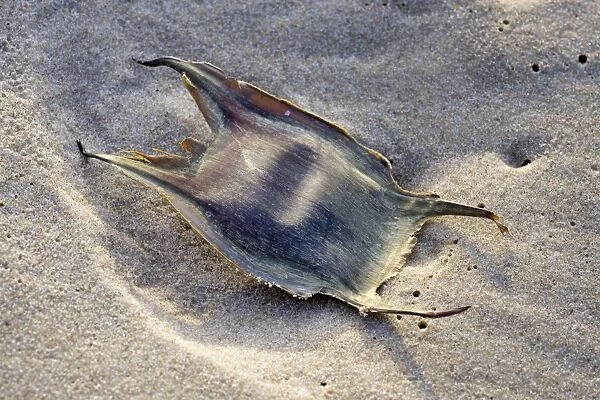Thornback Ray - ray eggcase on the beach - Belgium