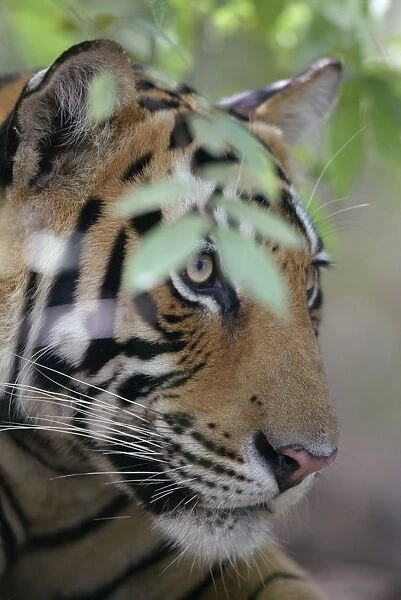 Tiger - close-up of face Ranthambhore NP, Rajasthan, India