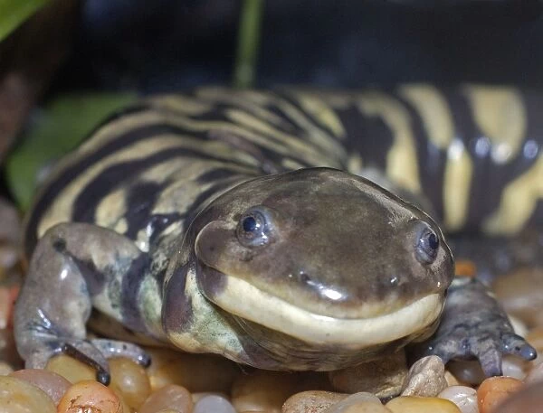Tiger Salamander - North America from Alaska to eastern Canada and Mexico. The largest American urodele