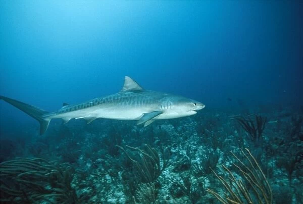 Tiger Shark - full length Bahamas