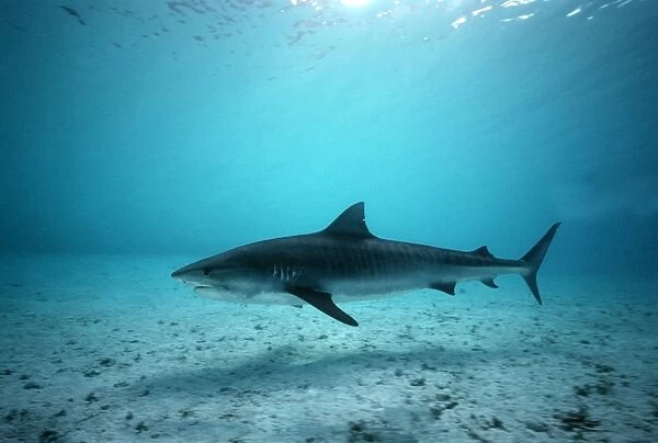 Tiger Shark - Shark swims in Coral sea lagoon. Coral sea. Australia TIG-017