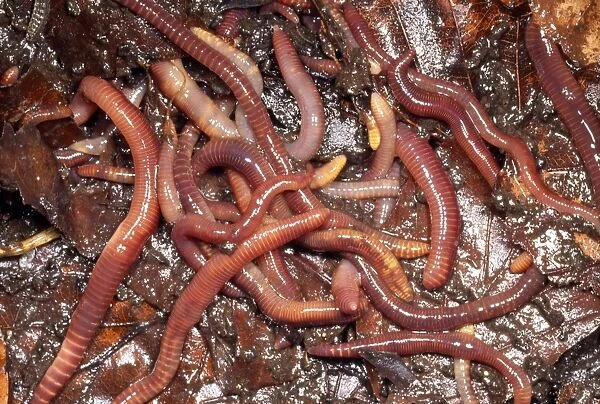 Tiger Worms - compost heap - UK