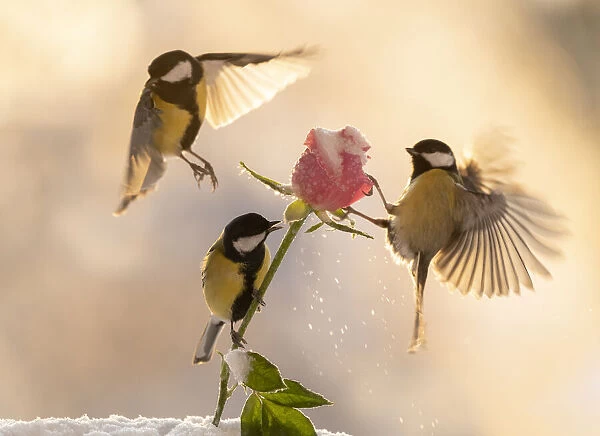 titmouses flying above a rose with ice and snow