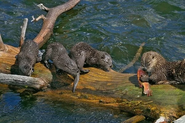 TOM-1770 Northern River Otter - mother feeding on cutthroat trout with young pups