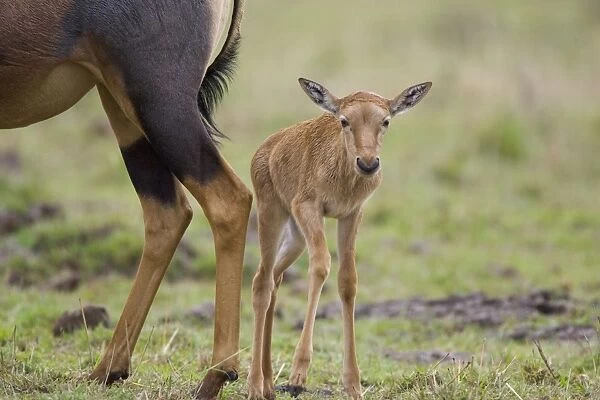 Topi - newborn calf (less than 2 days old) - Masai Mara Reserve - Kenya