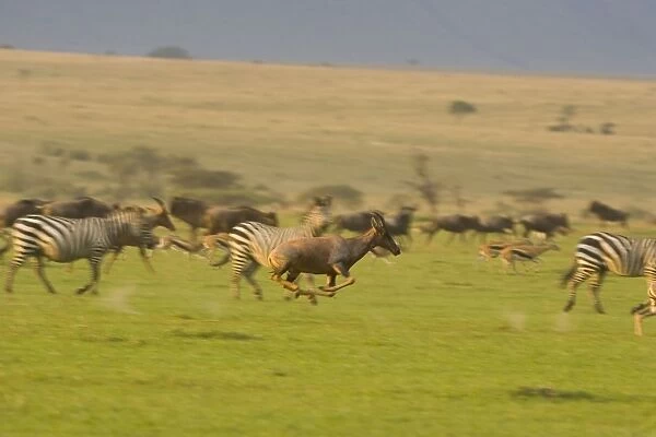 Topi - running with other wildlife - Masai Mara Triangle - Kenya