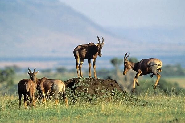 Topi - small group - one leaping - Masai Mara National Reserve - Kenya JFL11976