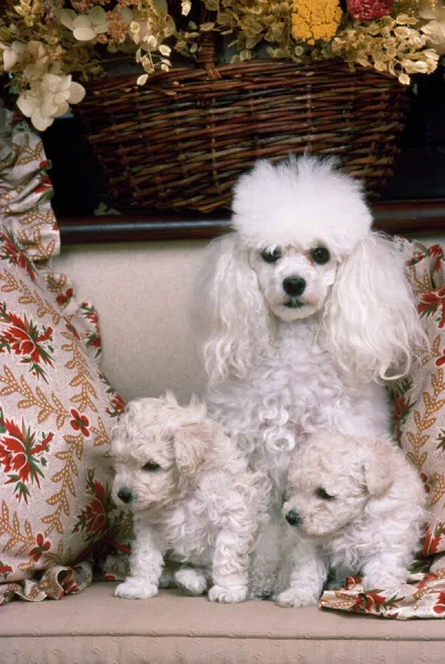 Toy Poodle Dog - with puppies