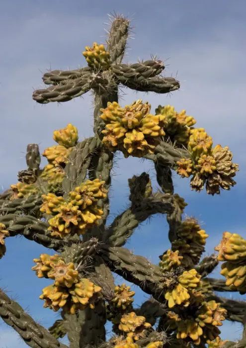 Framed Print : Tree Cholla Print Framed Print : Tree Cholla Print