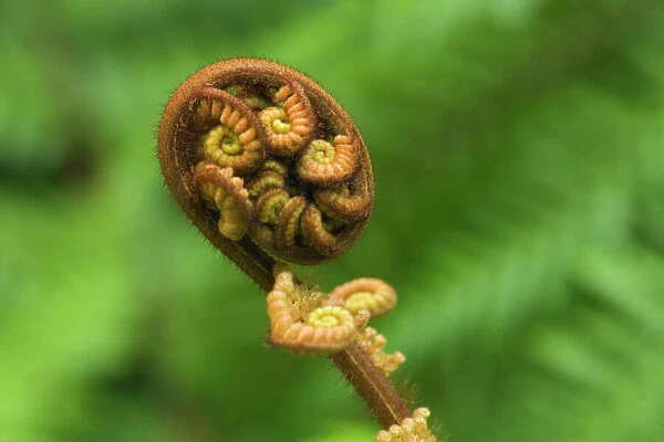 Tree Fern unfurling leave of a tree fern. This motive, in Maori called Koru, is by the Maori people often used in arts of all kinds. Te Urewera National Park, Hawke's Bay, North Island, New Zealand