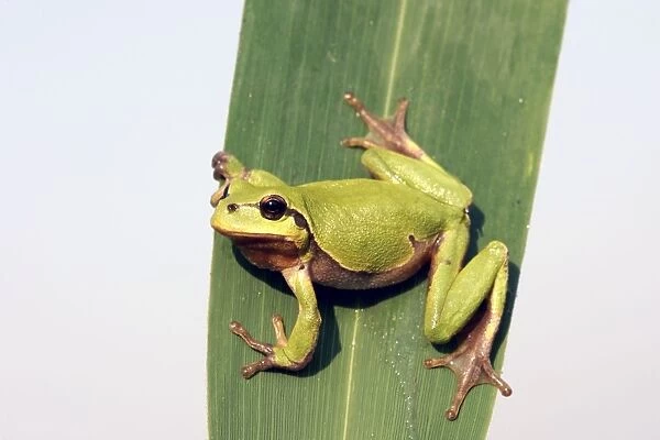 Tree Frog - on leaf. Alsace France