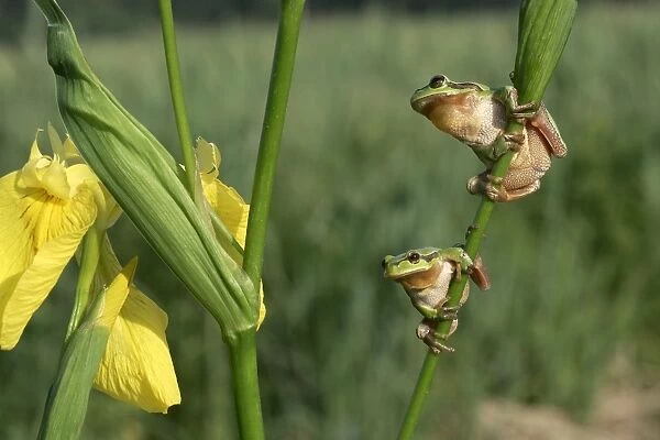 Tree Frog - two, on Iris stem. France