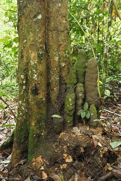 Tree with Phallus Termite - Danum Valley Conservation Area - Sabah - Borneo - Malaysia