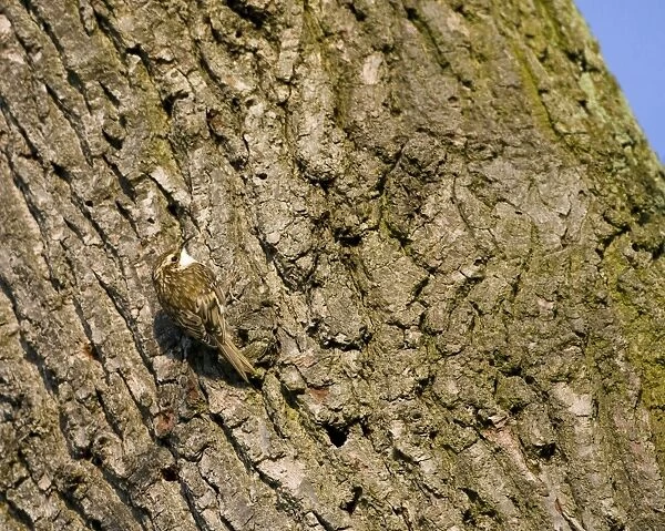 Treecreeper - on tree - Oxon - UK - April