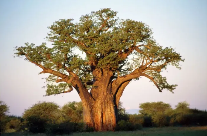 Framed Print : Baobab in Leaf Print