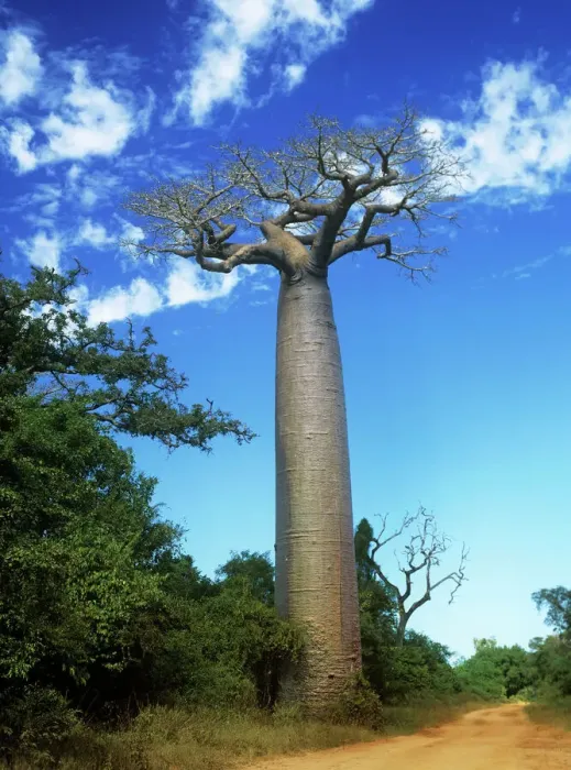 Framed Print : Baobab Tree Madagascar Print