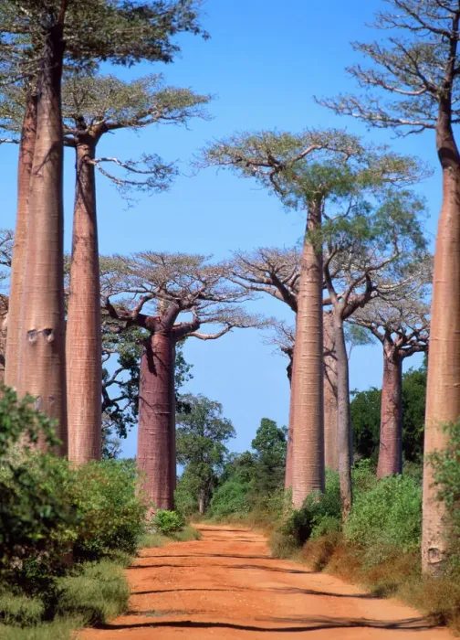 Framed Print : Baobab Tree Madagascar Print Framed Print : Baobab Tree Madagascar Print
