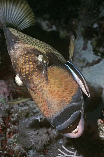 Triggerfish - & Cleaner Wrasse, this large Triggerfish sits quietly while the little Wrasse picks off parisites. Papua New Guinea