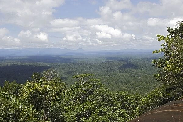 Tropical Rainforest. Venezuela