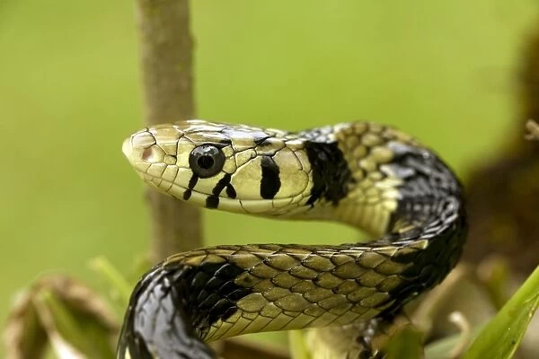 Tropical Rat Snake - tropical rainforest - Costa Rica