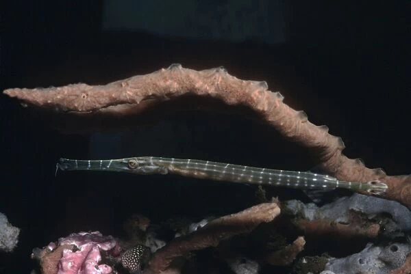 Trumpetfish - hovers next to a sponge covered coral waiting for it's prey. Note the hunting colouration. Indonesia