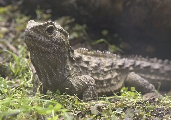 Tuatara -ancient lizard, distintly different from other groups. Endemic to New Zealand