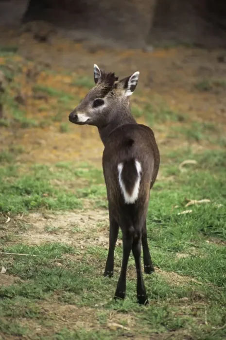 Framed Print : Tufted Deer Print Framed Print : Tufted Deer Print