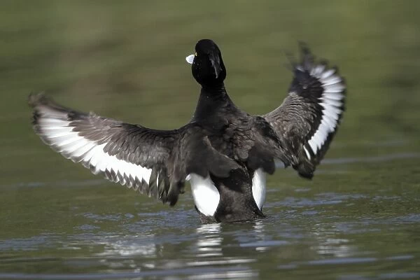 Tufted Duck - male flapping wings - on lake - Hessen - Germany