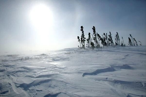 Tundra - sun shining as snow is blown across landscape. Churchill. Manitoba. Canada