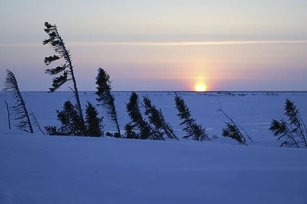 Tundra - sunset. Churchill, Manitoba. Canada