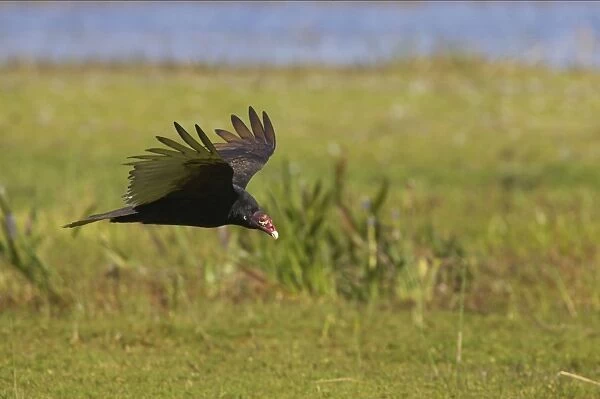 Turkey Vulture approaching kill. Lake Kissimee, florida, USA BI001780