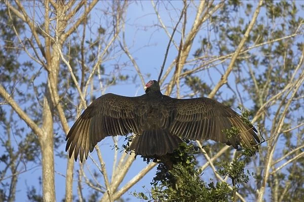 Turkey Vulture warming itself in the morning Sunshine. Cypress Lake, florida, USA BI001791