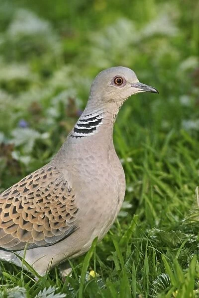 Turtle Dove - Feeding in meadow close up side view Bedfordshire UK 015