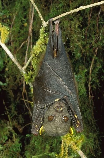 An undescribed tube-nosed Bat - Hanging upside down