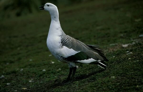 Upland goose - male vocalising