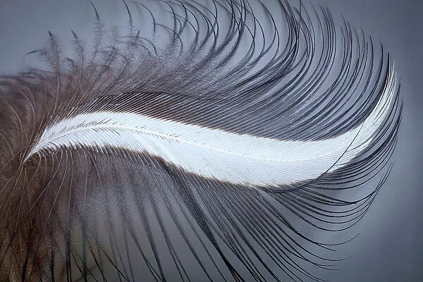 USA, Washington State, Seabeck. Great blue heron feather close-up. Date: 13-09-2020